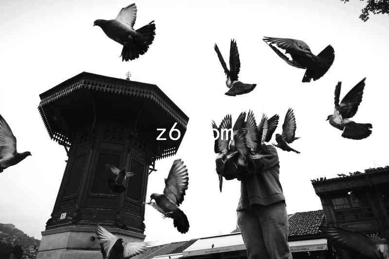 z6.com